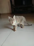 6-12 Month Male Mixed Breed Tabby Kitten - 1