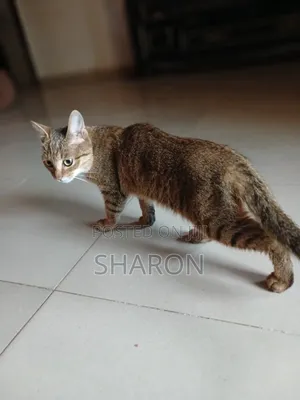6-12 Month Male Mixed Breed Tabby Kitten
