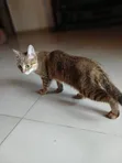 6-12 Month Male Mixed Breed Tabby Kitten - 2