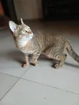 6-12 Month Male Mixed Breed Tabby Kitten - 3