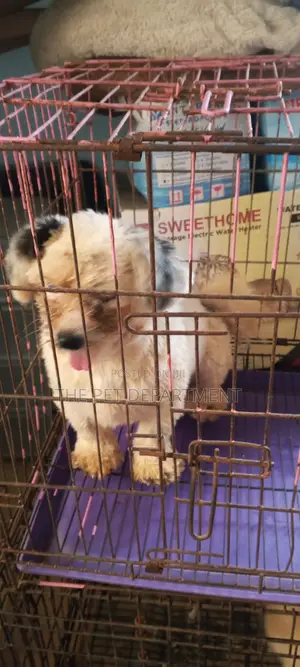 Purebred Lhasa Apso Male, 1+ Year Old