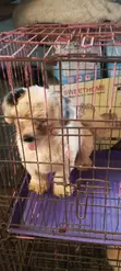Purebred Lhasa Apso Male, 1+ Year Old - 1