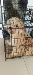 Purebred Lhasa Apso Male, 1+ Year Old - 2