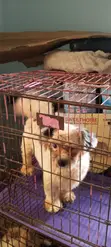 Purebred Lhasa Apso Male, 1+ Year Old - 3