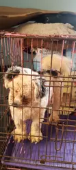 Purebred Lhasa Apso Male, 1+ Year Old - 4