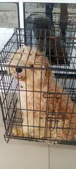 Purebred Lhasa Apso Male, 1+ Year Old - 5