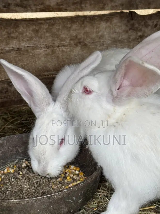 5-Month-Old Rabbits for Sale - NGN 13,500 Each - 1