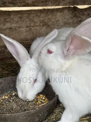 5-Month-Old Rabbits for Sale - NGN 13,500 Each