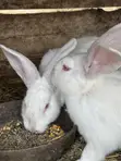 5-Month-Old Rabbits for Sale - NGN 13,500 Each - 1