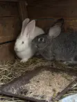 5-Month-Old Rabbits for Sale - NGN 13,500 Each - 2