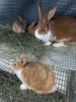 5-Month-Old Rabbits for Sale - NGN 13,500 Each - 3