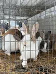 5-Month-Old Rabbits for Sale - NGN 13,500 Each - 4