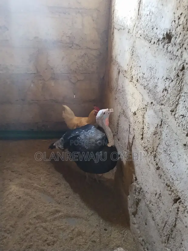 Local Turkey - 10 Weeks Old - 1