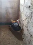Local Turkey - 10 Weeks Old - 1