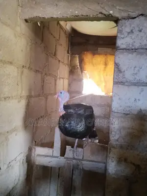 Local Turkey - Kimanin Makonni 10