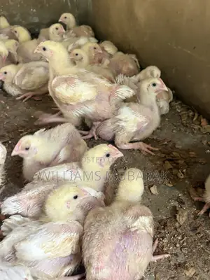 3-Week Old Broiler Chickens
