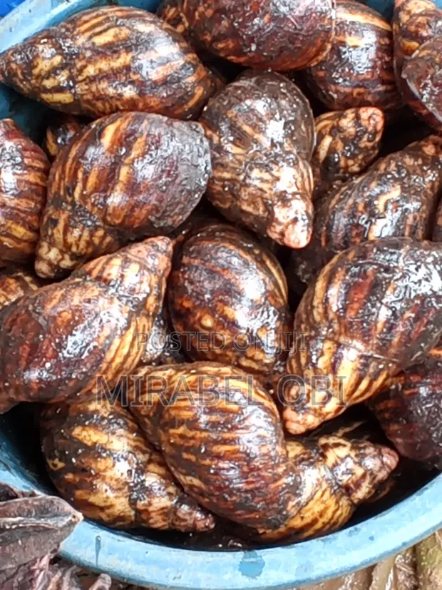Fresh Bush Snails for Sale - 1