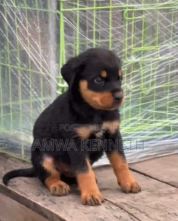 Rottweiler Zuri, 'Yar Wata 1-3 - 1