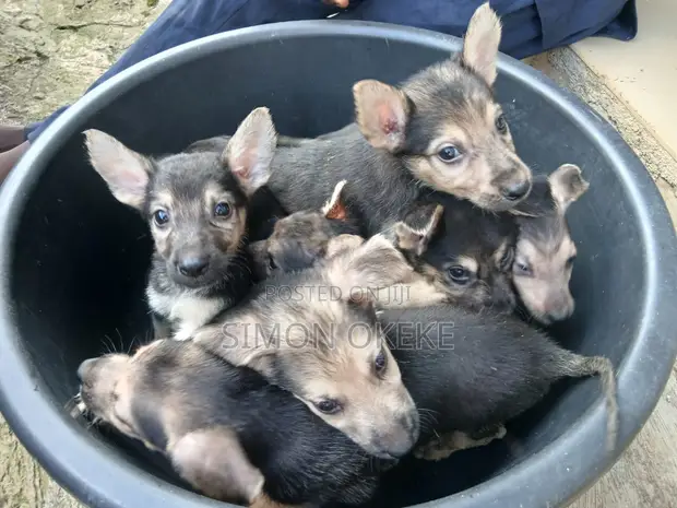 Purebred German Shepherd Puppies (1-3 Months) - 1