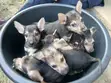 Purebred German Shepherd Puppies (1-3 Months) - 1