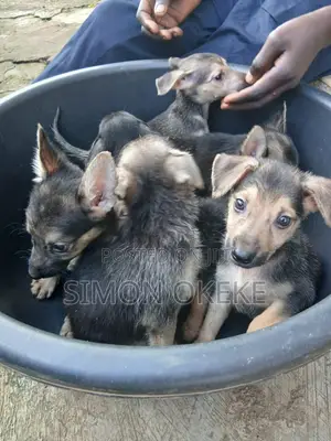 Purebred German Shepherd Puppies (1-3 Months)