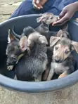 Purebred German Shepherd Puppies (1-3 Months) - 2