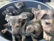 Purebred German Shepherd Puppies (1-3 Months) - 3