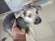 Purebred German Shepherd Puppies (1-3 Months) - 4