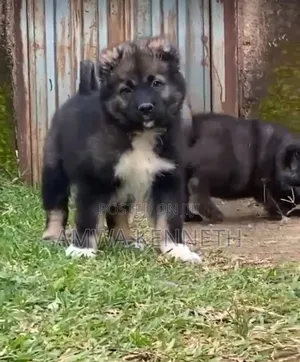 Kare-karen Caucasiyar Mai Tsarki (Wata 1-3)
