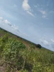 4000 Acres Fertile Farmland for Sale, Iwere-Ile - 1