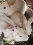 Quality Rabbits for Sale - 1