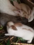 Quality Rabbits for Sale - 2