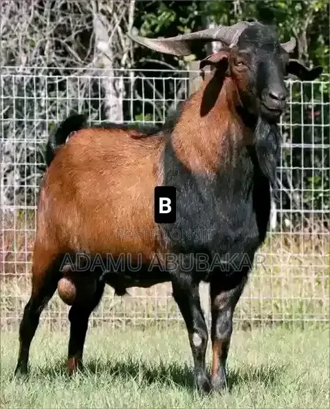 Adamu Adubamar - Kasuwanci - 1