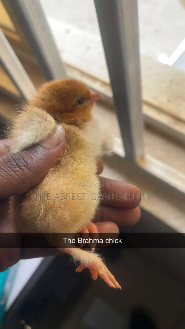 Poultry Birds for Sale: Noilers, Layers, Broilers, Turkeys - 1