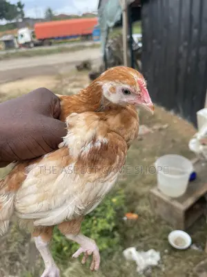 Poultry Birds for Sale: Noilers, Layers, Broilers, Turkeys