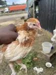 Poultry Birds for Sale: Noilers, Layers, Broilers, Turkeys - 2