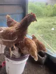 Poultry Birds for Sale: Noilers, Layers, Broilers, Turkeys - 3