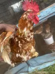 Poultry Birds for Sale: Noilers, Layers, Broilers, Turkeys - 4