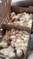 Poultry Birds for Sale: Noilers, Layers, Broilers, Turkeys - 5