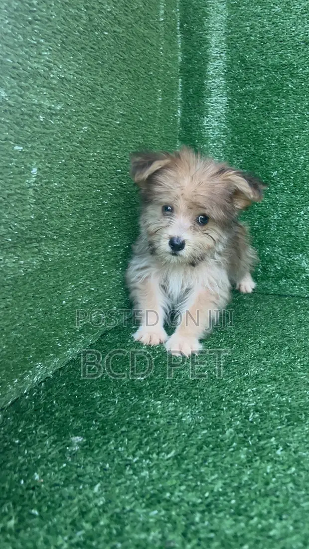 Zuriya Mai Tsarki Ta Lhasa Apso, Wata 1-3, Namiji - 1