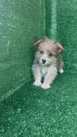 Zuriya Mai Tsarki Ta Lhasa Apso, Wata 1-3, Namiji - 1