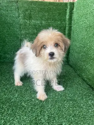 Purebred Lhasa Apso Puppy, 1-3 Months Old, Male