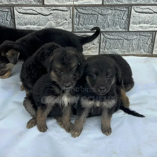 Dankon Shekara 1-3 Namiji Mai Tsarki na German Shepherd - 1
