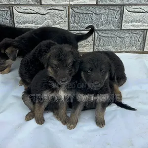 1-3 Month Male Purebred German Shepherd Puppy