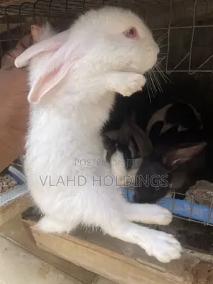 Weaned Dutch & New Zealand Rabbits - 2 Months+