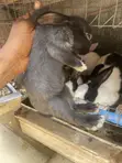 Weaned Dutch & New Zealand Rabbits - 2 Months+ - 3