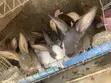 Weaned Dutch & New Zealand Rabbits - 2 Months+ - 4
