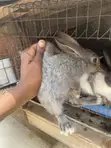 Weaned Dutch & New Zealand Rabbits - 2 Months+ - 5