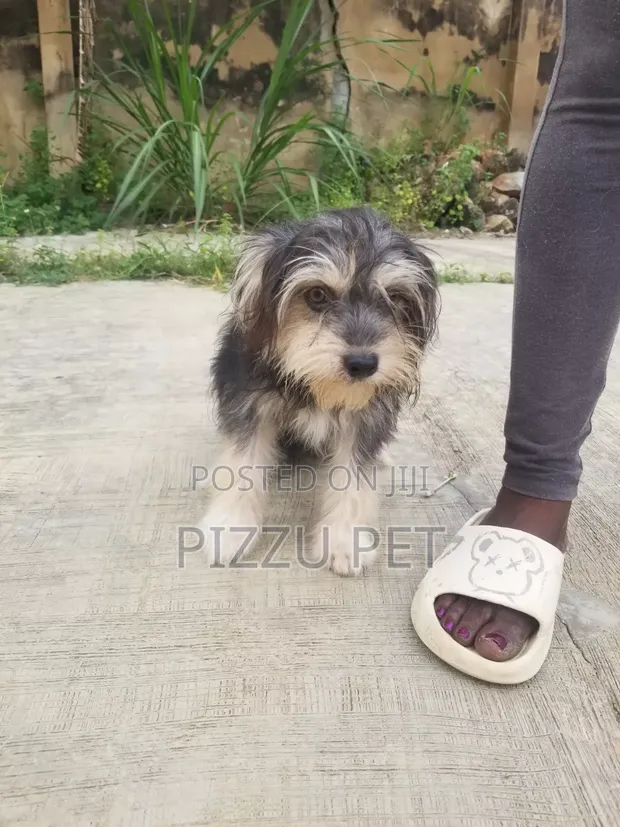 Purebred Lhasa Apso Male, 1+ Year Old - 1