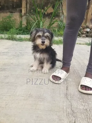 Purebred Lhasa Apso Male, 1+ Year Old